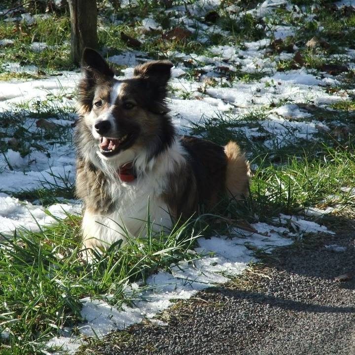 Chien apaisé