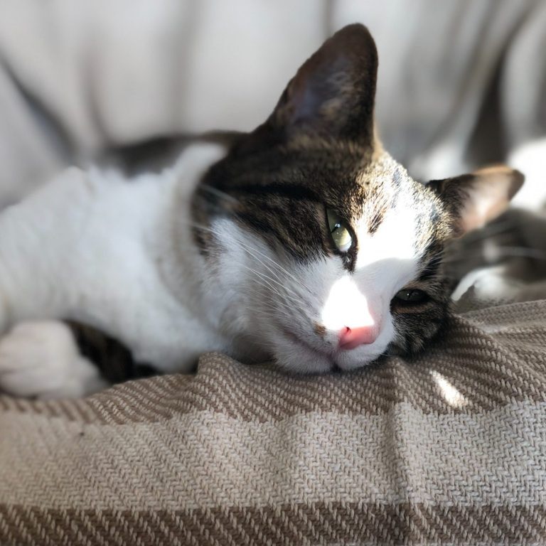 Reiki à distance pour animaux depuis Cravans